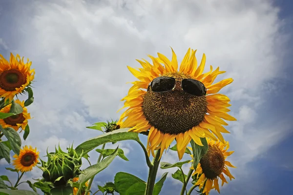 Girassol com óculos de sol — Fotografia de Stock