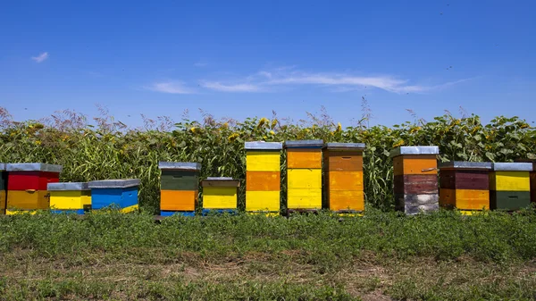 Fila de coloridas colmenas de madera con girasoles en el fondo —  Fotos de Stock