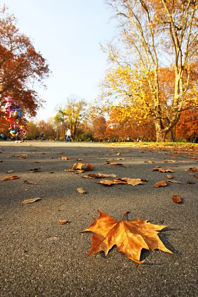 秋市立公園の木の下で黄色の葉 — ストック写真