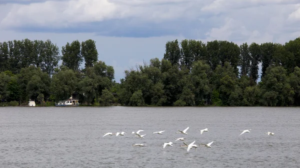 Krásné labutí letět nad řekou Dunaj — Stock fotografie