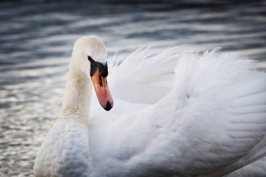 Nehirdeki güzel beyaz kuğu