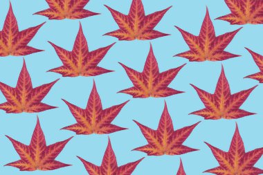 Mavi arka planda sonbahar yapraklarından oluşan örüntü, mevsimsel konsept asgari doğa