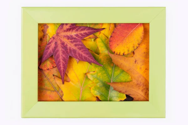 Podzimní Pozadí Barevnými Listy Zeleném Rámu Minimální Přírodní Sezónní Koncept — Stock fotografie