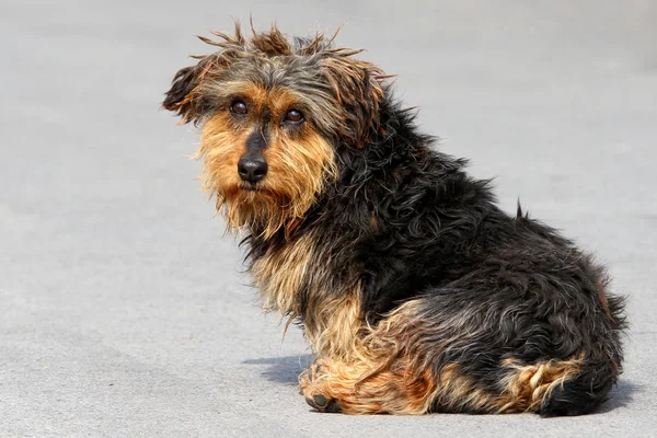 sokak köpeği