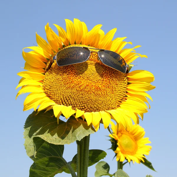 Girassol com óculos de sol — Fotografia de Stock