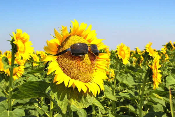 Solros med solglasögon — Stockfoto