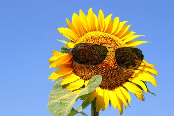 Tournesol avec lunettes de soleil — Photo