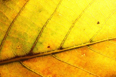Autumn leaf,macro close up