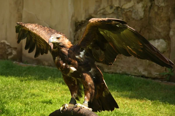 Aquila reale nel parco — Foto Stock