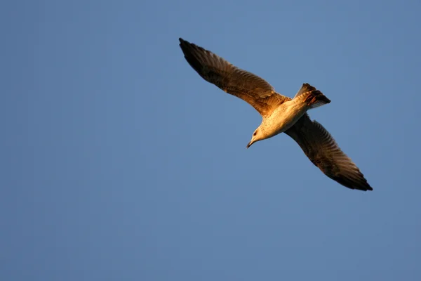 Gaviota volando — Foto de Stock