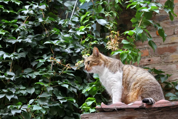 Gato sentado no telhado — Fotografia de Stock
