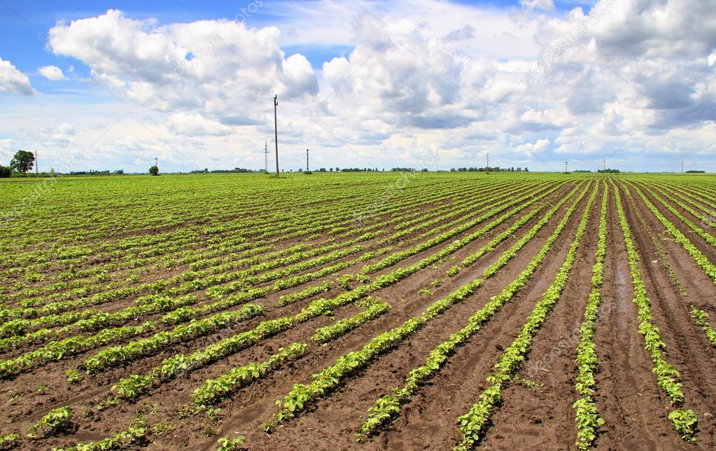 Agricultural field with cloudy sky