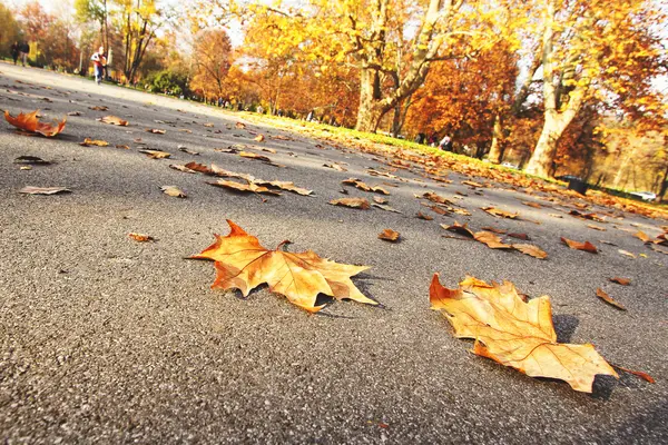 Parque con hojas de otoño —  Fotos de Stock
