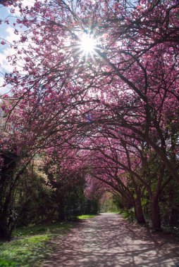 Muenster Şatosu 'nda kiraz çiçeği açtı.