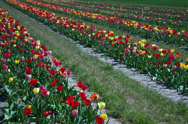 Piękne kolorowe tulipany w Holandii — Zdjęcie stockowe