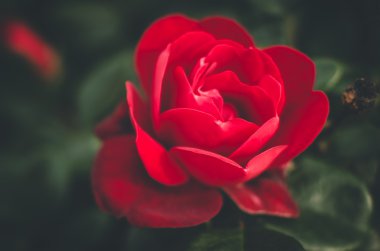 Parlak kırmızı gül çiçek