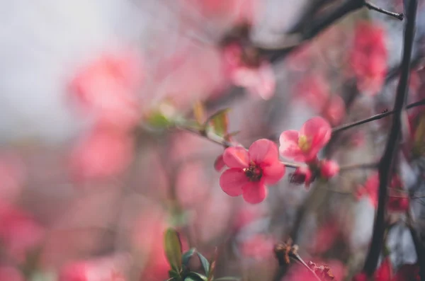 Flores de primavera sacura — Foto de Stock