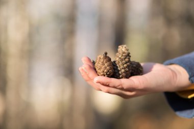 pinecones elinde - yakın çekim