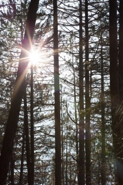 Sonbahar orman ağaçları. doğa yeşil ahşap güneş ışığı arka planı.