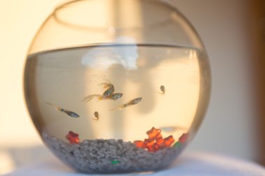 Goldfishes temiz akvaryum
