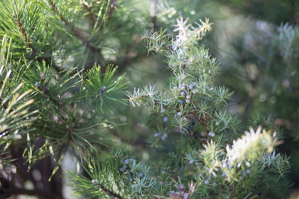 Green prickly branches of a fur-tree or pine — Stock Photo, Image