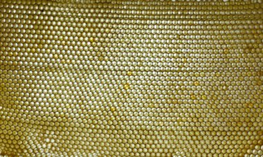 peteğin yapımında bitmemiş canım