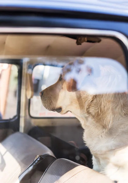 Golden Retriever en el coche —  Fotos de Stock