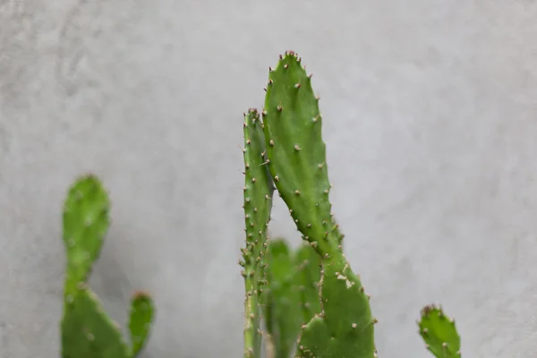 Selective focus - succulents and cactus on concrete background — Stock Photo, Image