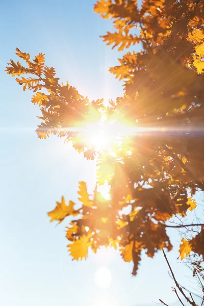 Осенние листья рамки, фото солнечного света через свежий виноград оставить — стоковое фото