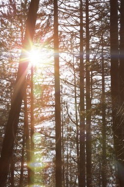 Sonbahar orman ağaçları. doğa yeşil ahşap güneş ışığı arka planı.