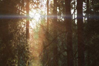 Sıcak güneşin - ormanda üst sıralara vurdu