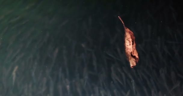 Leaf in schone blauwe water — Stockvideo