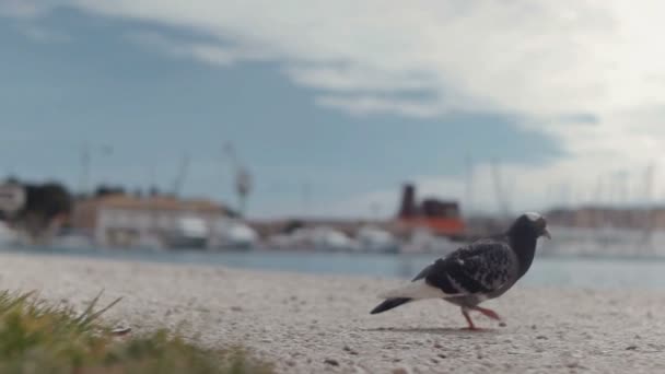 Taube läuft auf der Straße neben dem Meer — Stockvideo