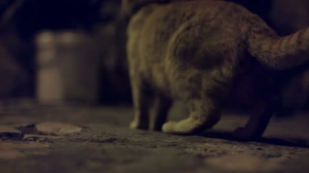 何か実行している先の猫が怖い — ストック動画