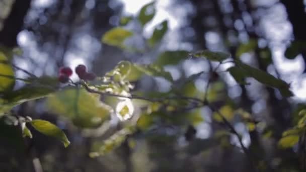 Wild berries on sunset — Αρχείο Βίντεο