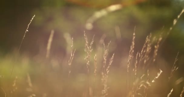 Vista romántica al atardecer, luz dorada — Vídeo de stock