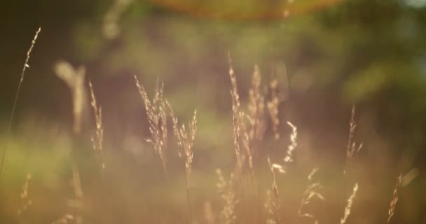 Romantisch uitzicht op zonsondergang tijd, gouden licht — Stockvideo