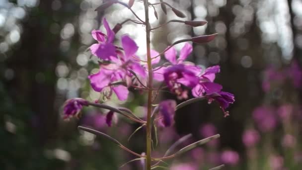 Blommor i naturen — Stockvideo