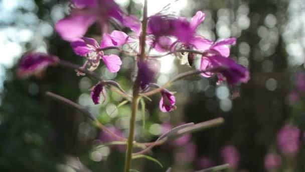 Flowers in nature — Stock Video