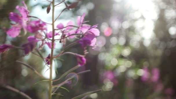 Flowers in nature — Stock Video