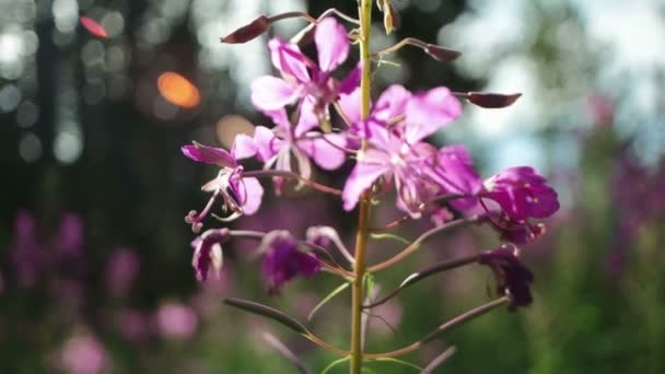 Flores na natureza — Vídeo de Stock