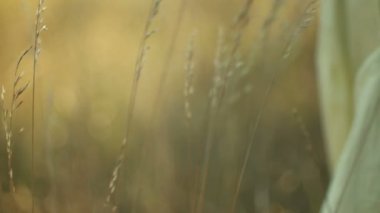 Günbatımı zaman, Altın ışık romantik görünümü