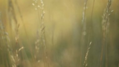 Günbatımı zaman, Altın ışık romantik görünümü