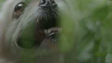 Pekin köpeği doğada