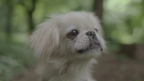 Pekinese dog in nature — Stock Video