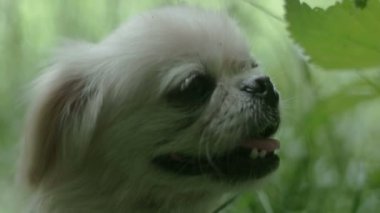 Pekin köpeği doğada