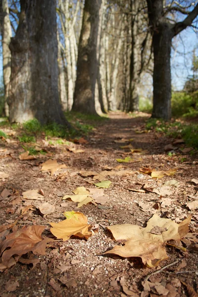 Autumn leaves in park — Stock Photo, Image