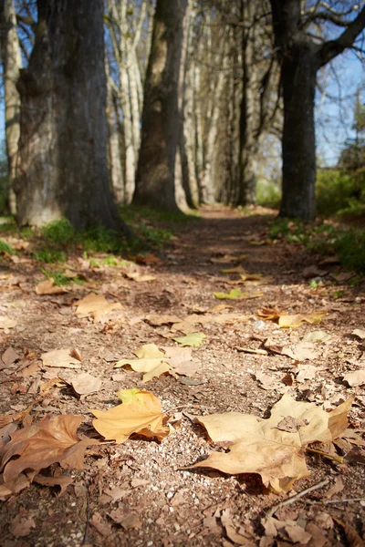 Autumn leaves in park — Stock Photo, Image