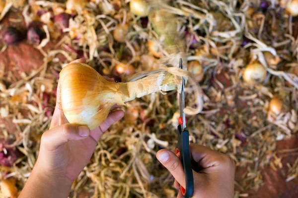 Manos cortando la cáscara de cebolla — Foto de Stock