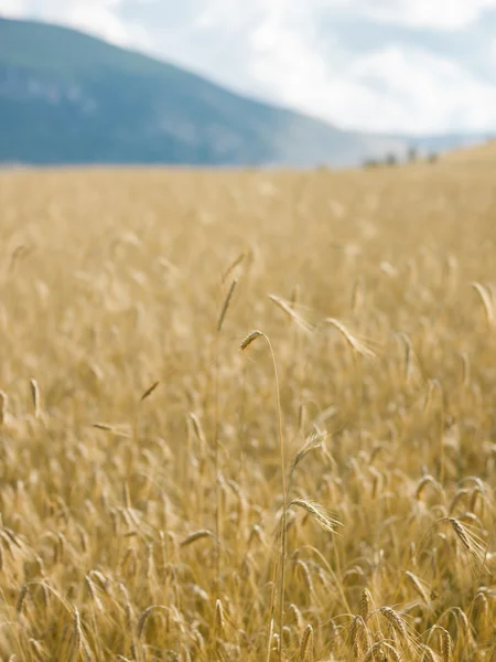 Um campo de trigo dourado no verão — Fotografia de Stock